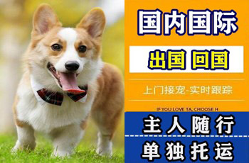 湘潭市宠物托运公司湘潭市宠物托运公司湘潭市宠物托运公司